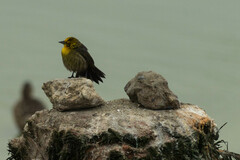 Chrysomus icterocephalus