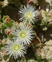 Mesembryanthemum crystallinum