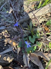 Viola missouriensis