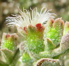 Mesembryanthemum crystallinum