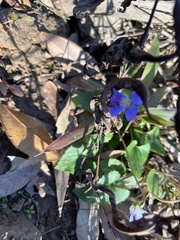 Viola missouriensis