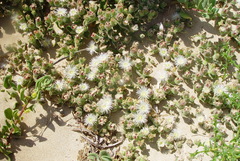 Mesembryanthemum crystallinum