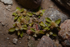 Guilleminea densa