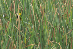 Chrysomus icterocephalus