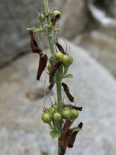 Image of Russelia retrorsa by (c) Sue Carnahan, some rights reserved (CC BY)