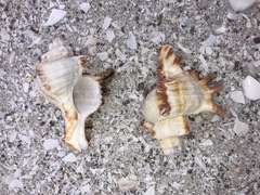 Chicoreus cornucervi