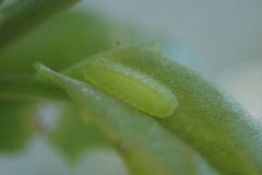 Eirmocides absimilis