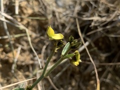 Crotalaria chinensis