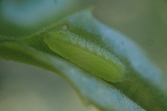 Eirmocides absimilis