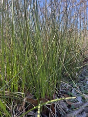 Schoenoplectus americanus