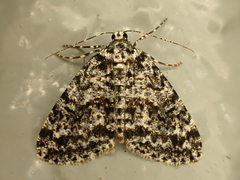 Pseudocoremia monacha