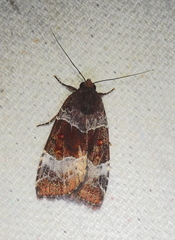 Hampsonodes mastoides
