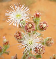 Mesembryanthemum crystallinum