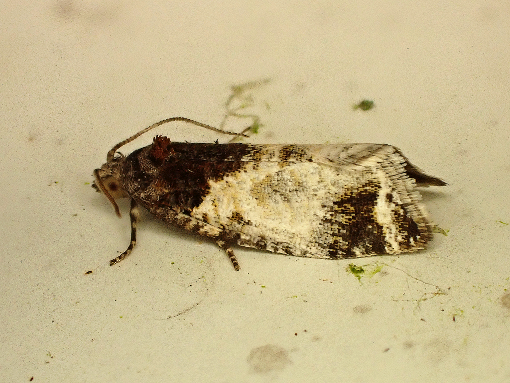 Pyrgotis calligypsa