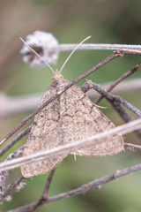 Isturgia murinaria