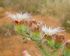 Mesembryanthemum crystallinum