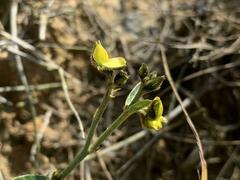 Crotalaria chinensis