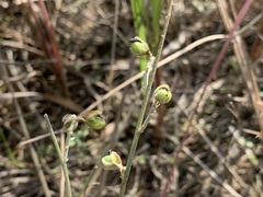 Crotalaria chinensis