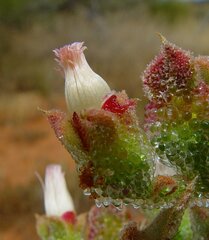 Mesembryanthemum crystallinum