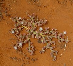 Mesembryanthemum crystallinum