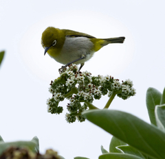 Zosterops japonicus loochooensis