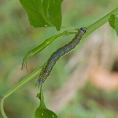 Cryptoptila immersana