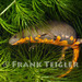Hypselotriton orientalis - Photo (c) 2007 Frank Teigler, algunos derechos reservados (CC BY-NC)