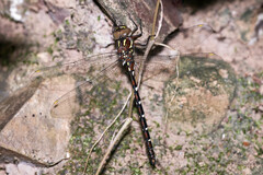 Austroaeschna pulchra