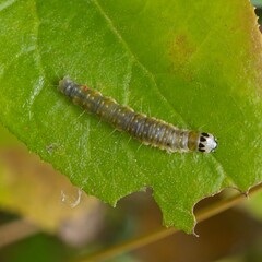 Cryptoptila immersana