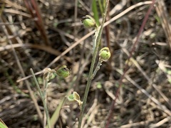 Crotalaria chinensis
