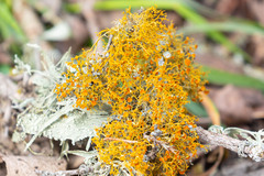 Teloschistes flavicans