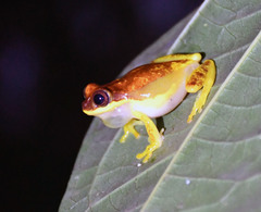 Dendropsophus rhodopeplus