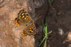 Aricoris indistincta