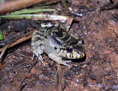 Leptodactylus knudseni