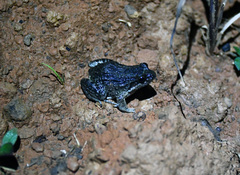 Leptodactylus petersii
