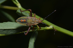 Athaumastus haematicus