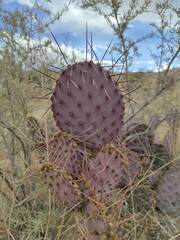 Opuntia macrocentra