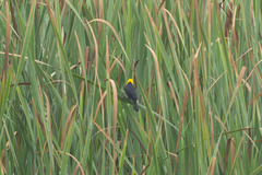 Chrysomus icterocephalus