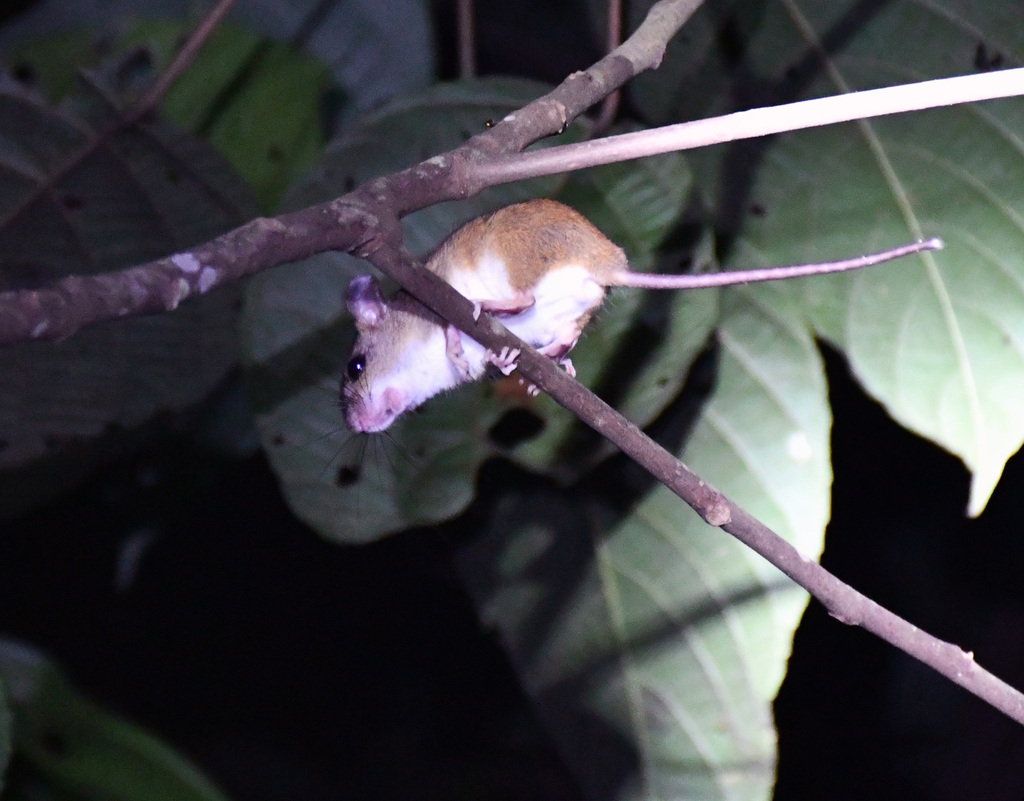 bicolored arboreal rice rat from Vaca Diez, Bolivia on February 10 ...