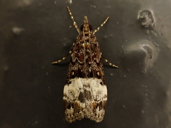 Scoparia minusculalis