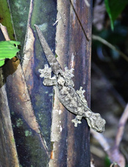 Thecadactylus solimoensis