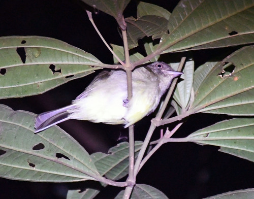 Dwarf Tyrant-Manakin (Tyranneutes stolzmanni), photo 6