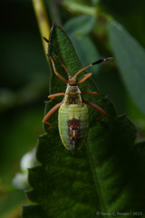 Athaumastus haematicus