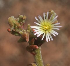 Mesembryanthemum nodiflorum