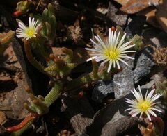 Mesembryanthemum nodiflorum