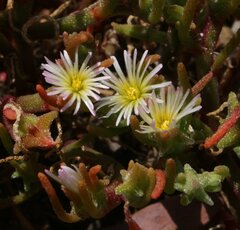 Mesembryanthemum nodiflorum