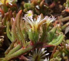Mesembryanthemum nodiflorum