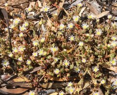 Mesembryanthemum nodiflorum