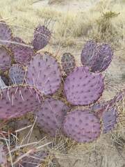 Opuntia macrocentra