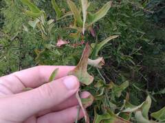 Araujia megapotamica